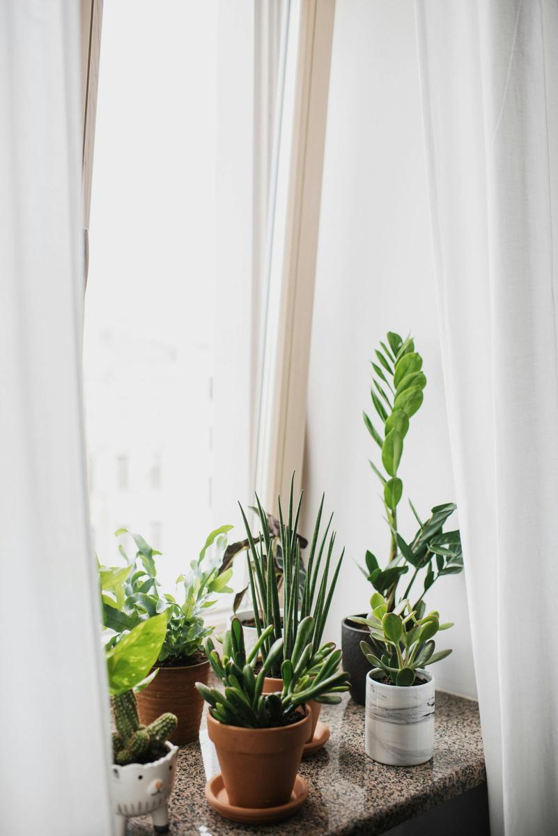 indoor plants
