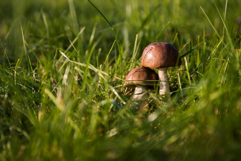 lawn care