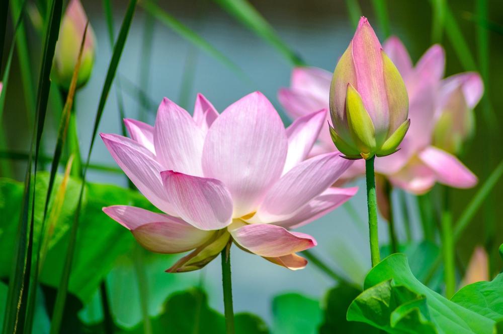 garden tranquility
